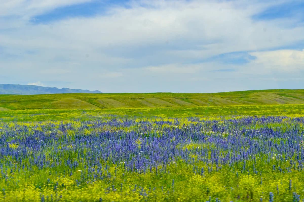 Kazakhstan landscape
