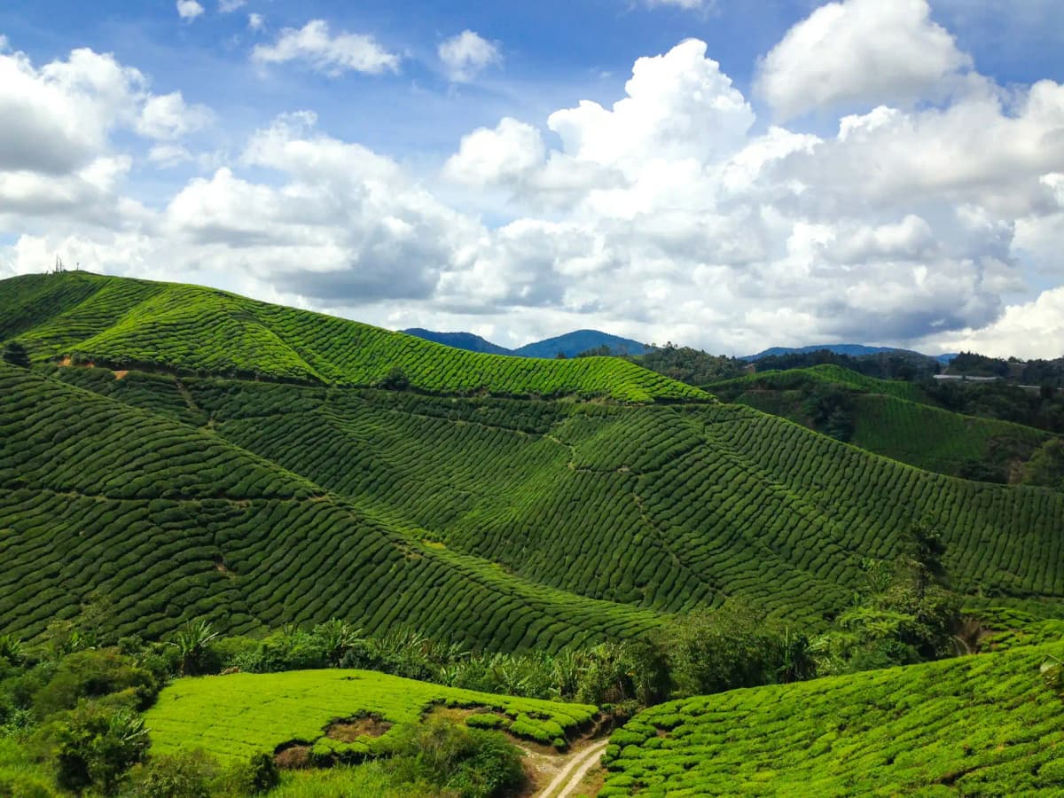 Malaysia landscape