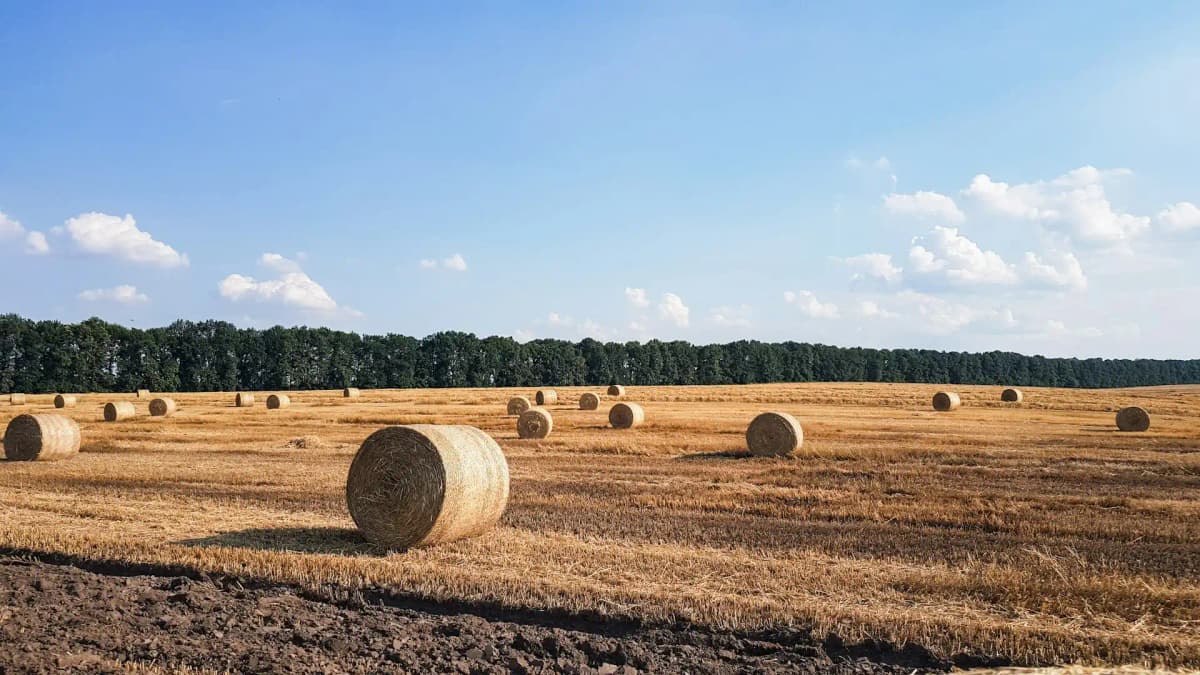 Ukraine landscape